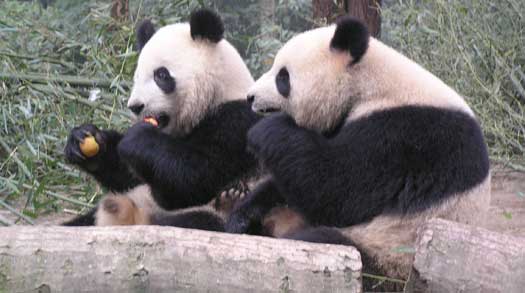 Best Place to See Pandas in China