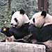 The Best Place to See Pandas in China