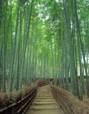 Sagano