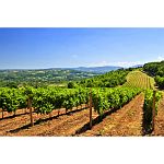 vineyards