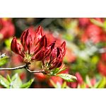 rhododendrons at Bach Ma