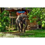 A full-day excursion from Bangkok to the River Kwai with an elephant ride
