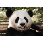 Sichuan Hotspots - Chengdu - China