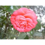 A Camellia from China