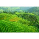Longsheng Rice Terraces