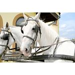 Lipizzaner horses