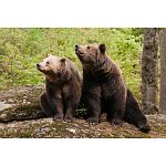 brown bears