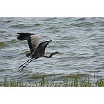 Birdwatching on Tonle Sap Lake at Prek Toal - Angkor - Cambodia