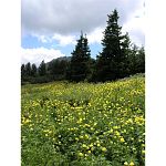 Mountain walk at Vitosha and Cherni Vruh Peak - Sofia