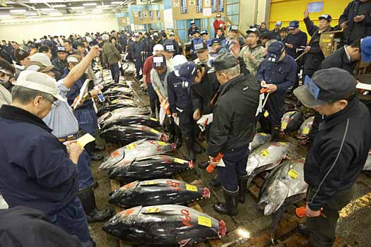 Tsukiji Tuna Auction Tokyo
