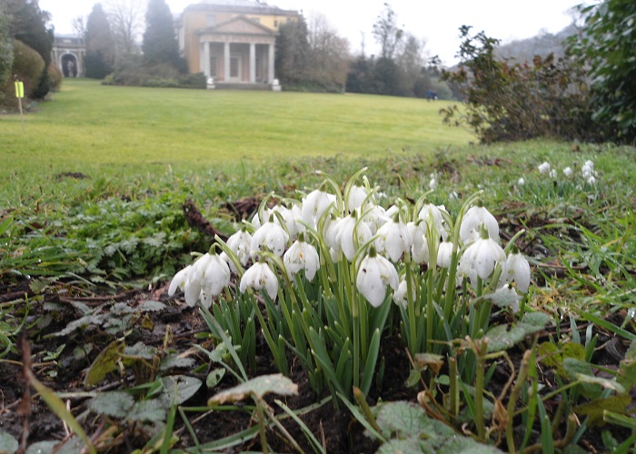 Snowdrops at West Wycombe Park, readyclickandgo