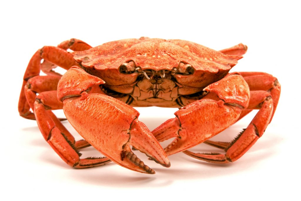 silence of the crab readyclickandgo travel