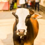 first-time-in-india-cow-in-the-street