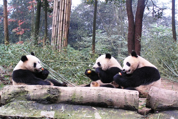 The best place to see pandas in China, ReadyClickAndGo